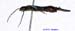 Anechura_harmandi_m_1140 copy